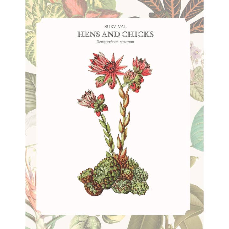 The Language of Houseplants