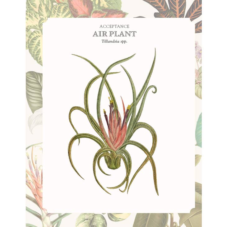 The Language of Houseplants