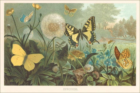 Insects - Vintage Image, Postcard