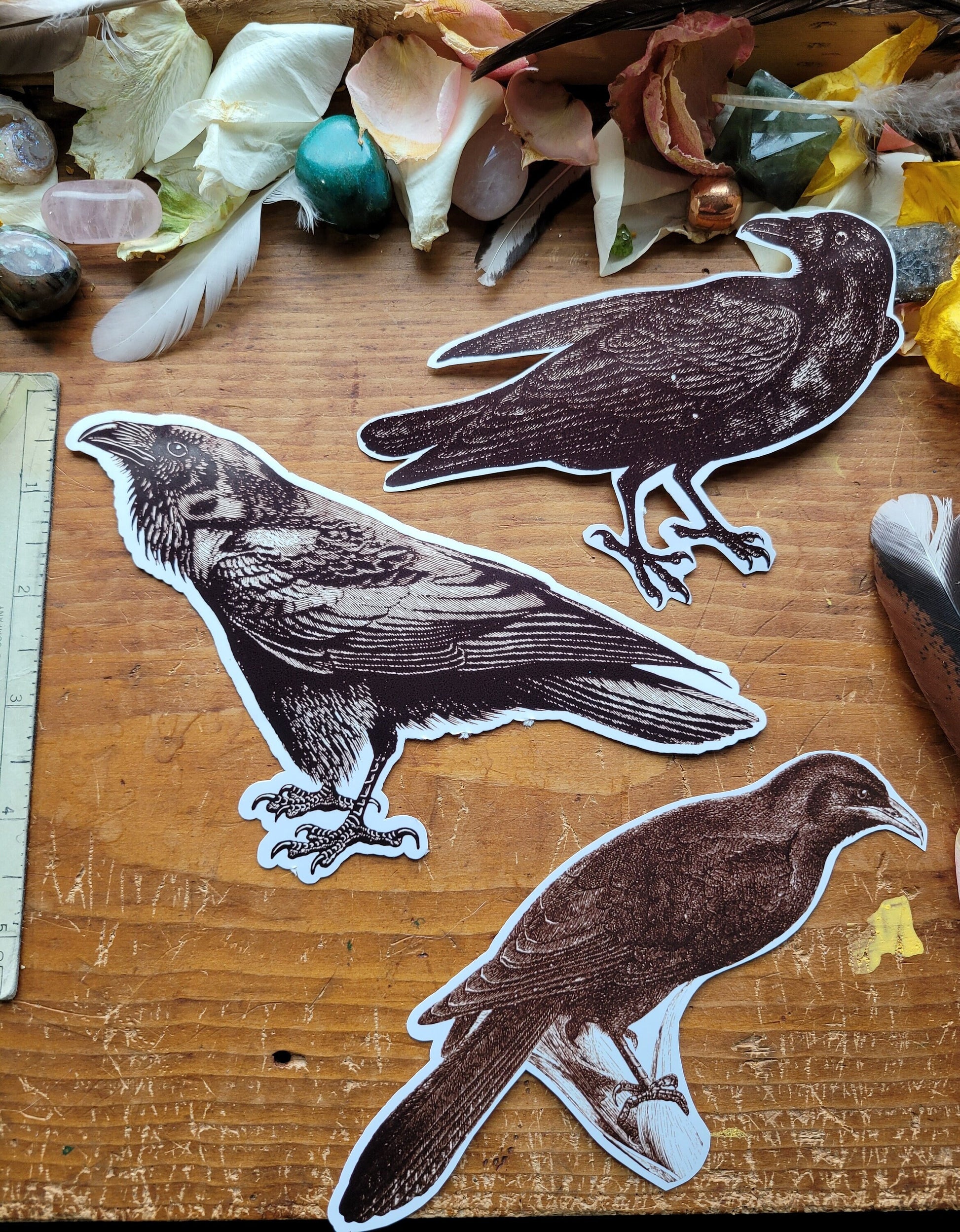 Corvid Sticker Pack Extra Large -Raven and Crows