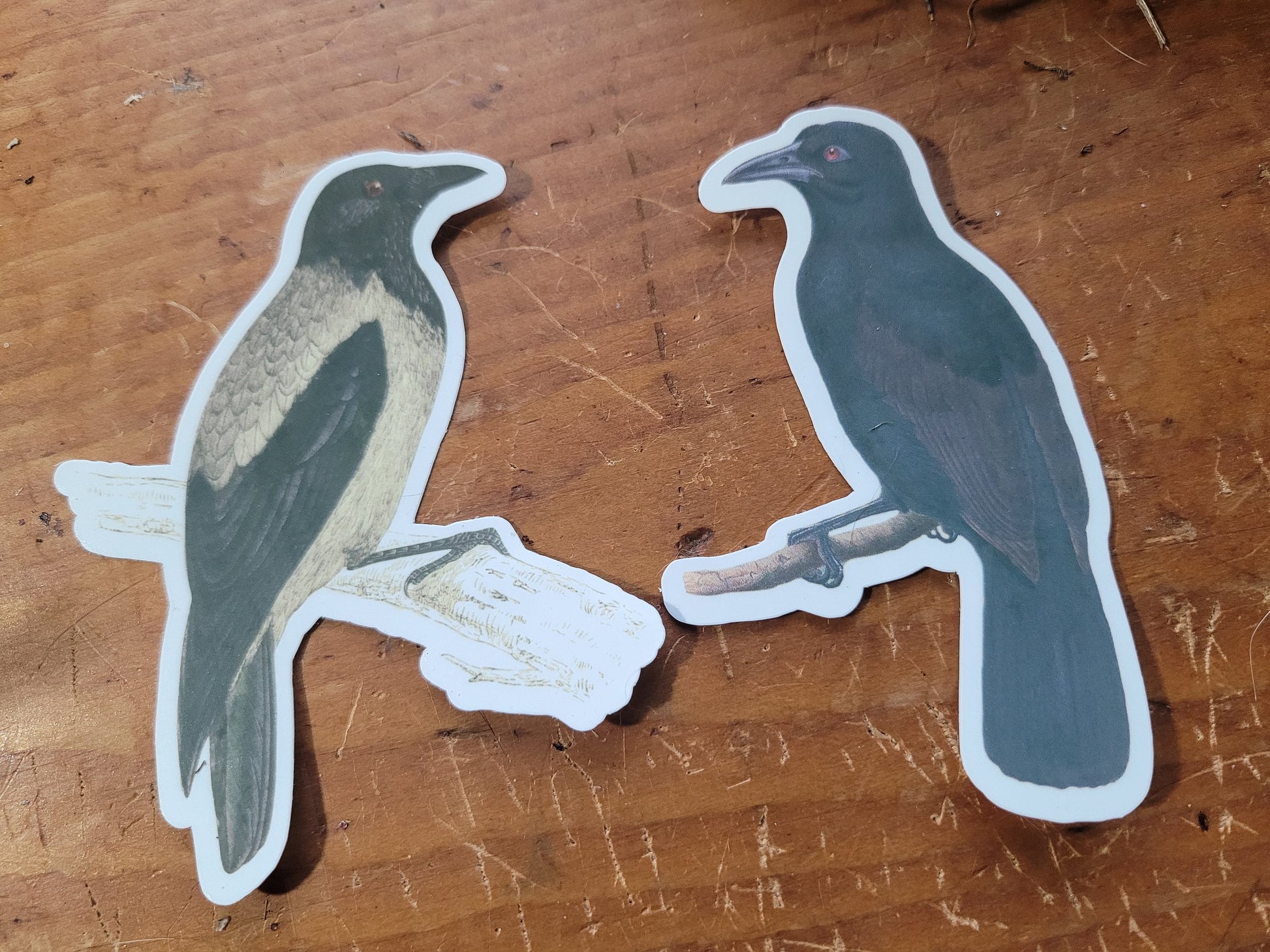 Corvid Sticker Pack 2- Assorted Magpies Medium